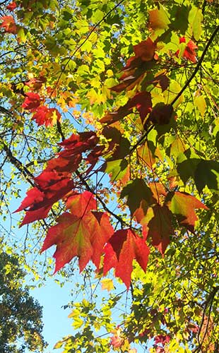 autumn leaves