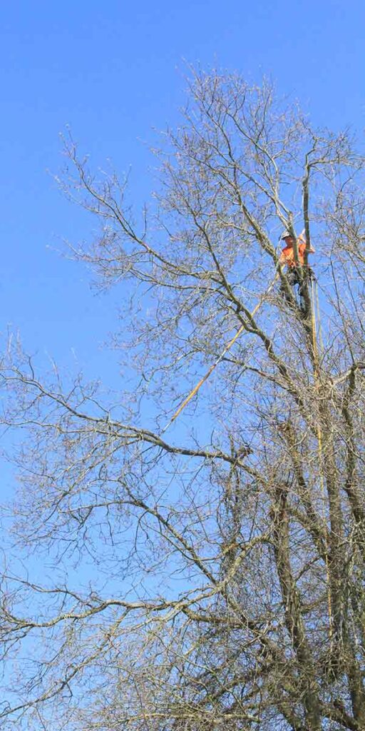 crew working safely high up in a tree