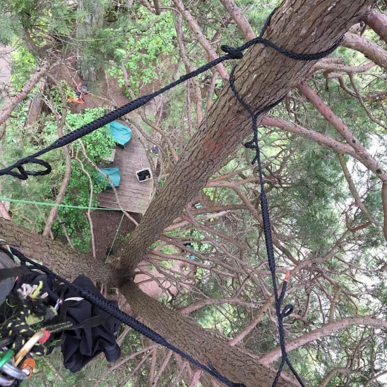 CABLING AND BRACING SUPPORT SYSTEMS - Sperry Tree Care