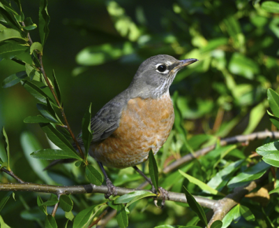 Bird Nesting Directly Effects Tree Care Timing