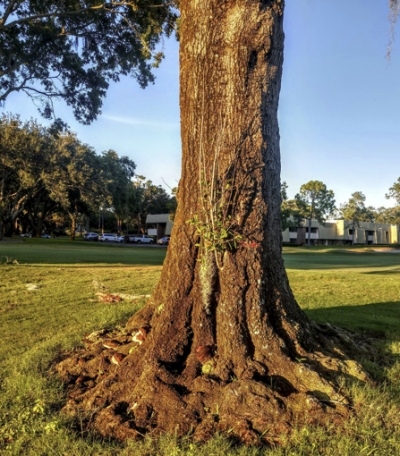 Keep or Remove  Your Tree?