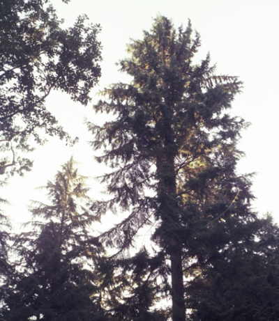 Tree Risk Assessment: TRAQ