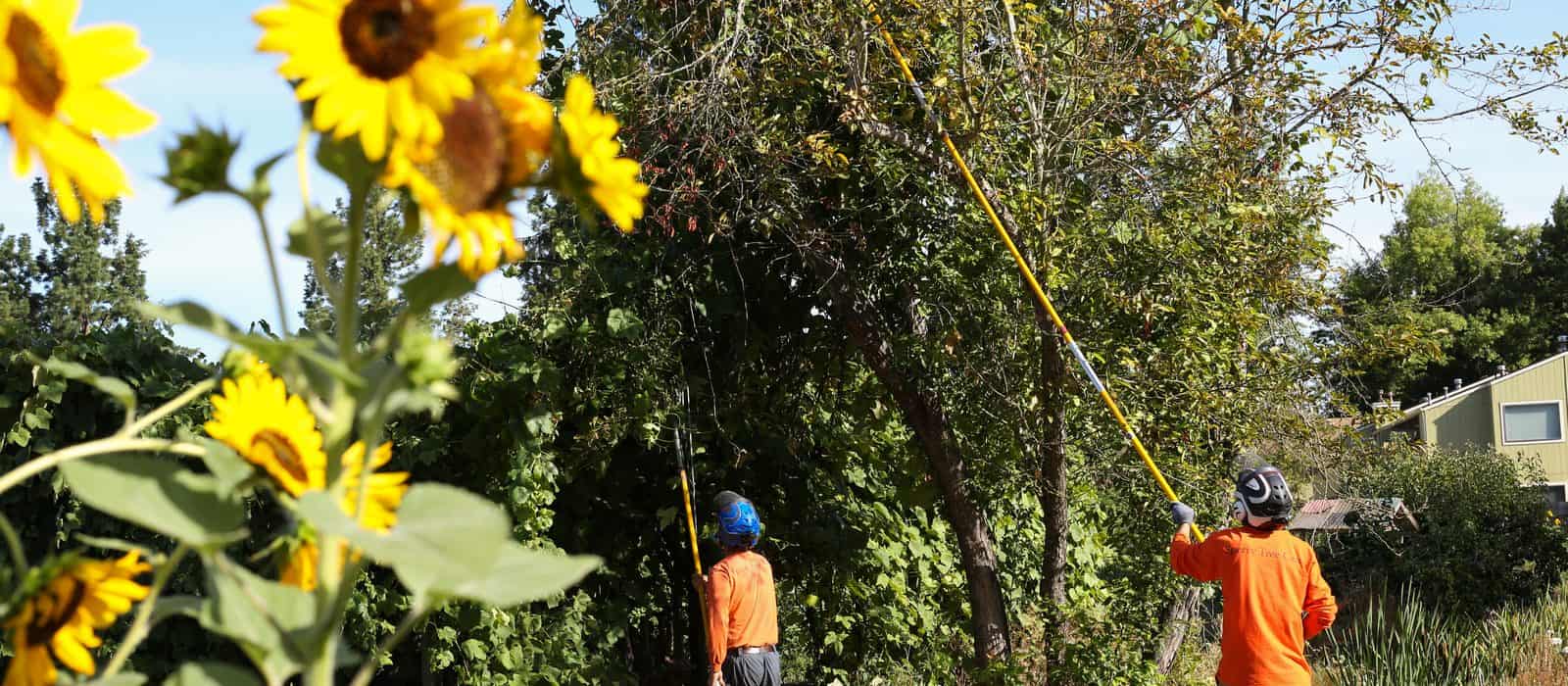 Certified arborists serving Lane and Benton County since 1990