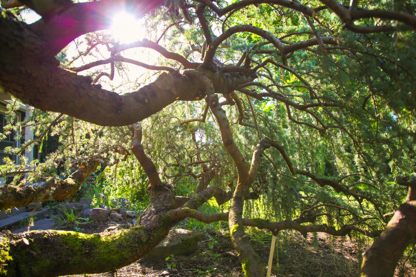 Mature sculptural maple cared for by Sperry Tree Care